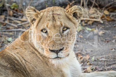 Lioness starring in the Kruger National Park.