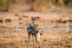 African wild dog starring in the Kruger National Park.