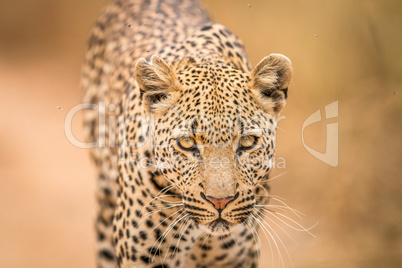 Leopard starring at the camera.