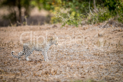 Baby Leopard walking in the grass