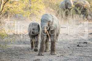 Two young Elephants playing in the Kruger National Park.
