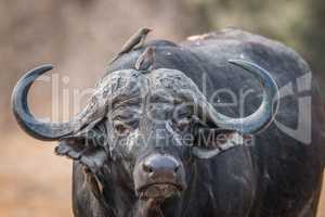 A starring Buffalo with Oxpeckers on him.