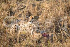 Cheetah on a Reedbuck kill in the Sabi Sabi game reserve.