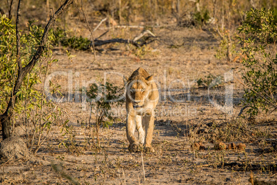 Lioness walking towards the camera in the Kruger National Park.