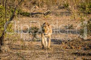 Lioness walking towards the camera in the Kruger National Park.