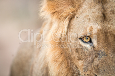 Eye of a Lion in the Kruger National Park.