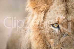 Eye of a Lion in the Kruger National Park.