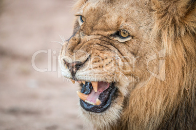 Growling Lion in the Kruger National Park.