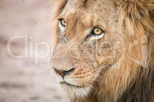 Lion starring in the Kruger National Park.