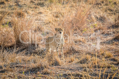 Starring Cheetah in the grass in the Sabi Sabi game reserve.