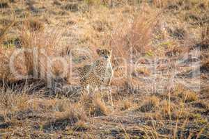 Starring Cheetah in the grass in the Sabi Sabi game reserve.