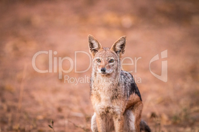 A starring Black-backed jackal.