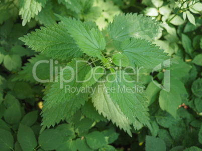 Nettle (Urtica) plant