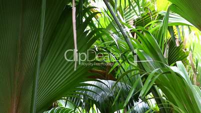 Closeup of green palm trees