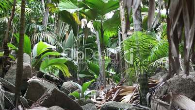 Wild palm tree forest at Praslin island, Seychelles