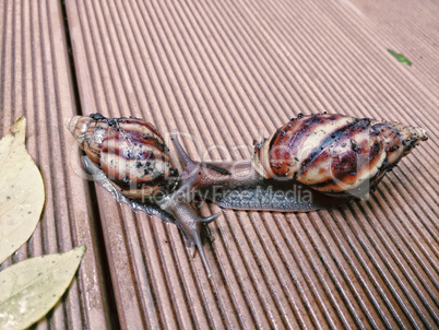 Two snails touching each other
