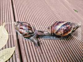 Two snails touching each other