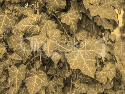 Ivy leaves sepia