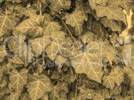 Ivy leaves sepia