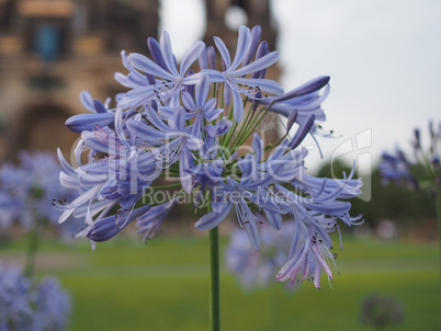 Blue lily flower