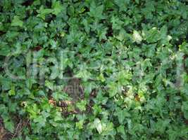 Ivy plants background