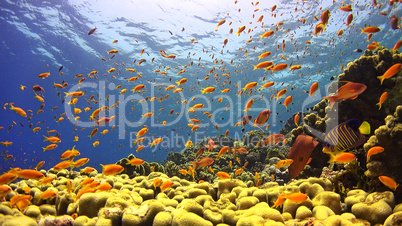 .Tropical Fish on Vibrant Coral Reef