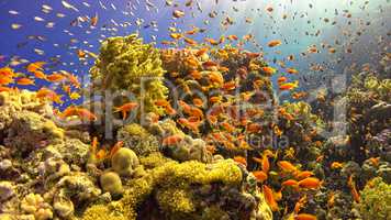 .Tropical Fish on Vibrant Coral Reef