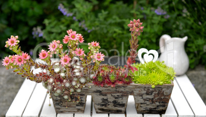Hauswurz Blüten in Holzkiste