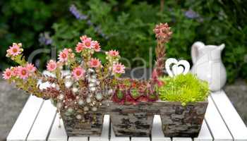 Hauswurz Blüten in Holzkiste