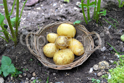 Kartoffeln im Garten Beet