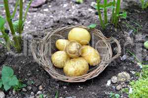 Kartoffeln im Garten Beet