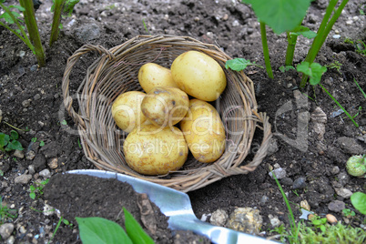 Kartoffeln im Garten Beet