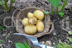 Kartoffeln im Garten Beet