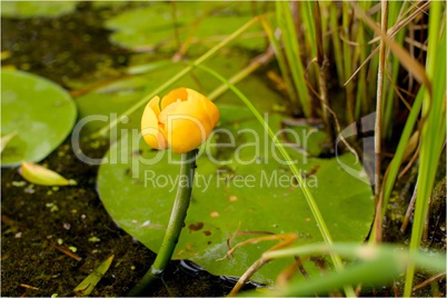 water lily in the lake