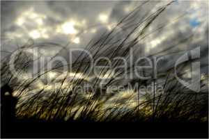 grass and storm dark clouds