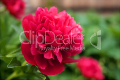 Peony in the garden