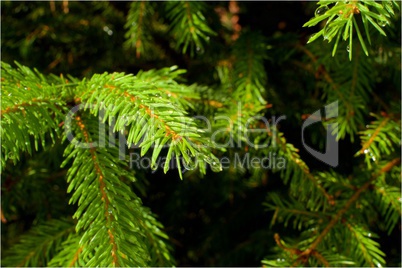 spruce branches