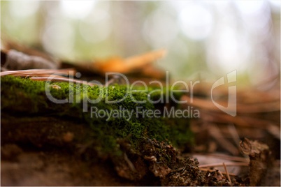moss on a fallen trunk in the woods
