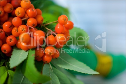 bouquet of ashberry on a light background