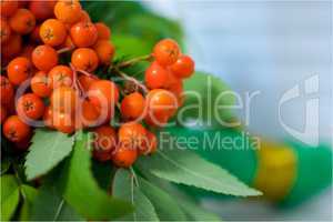 bouquet of ashberry on a light background