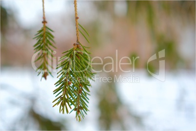spruce branch on a background of snow