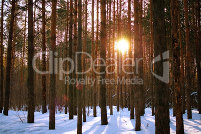 sun in a pine forest in winter