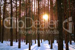 sun in a pine forest in winter