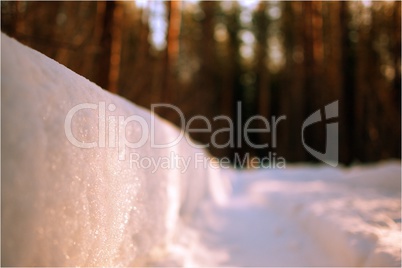 snow in a pine forest closeup