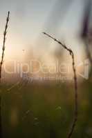 cobweb in grass closeup