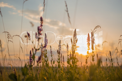 grass in a field on sunset background