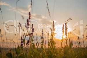 grass in a field on sunset background