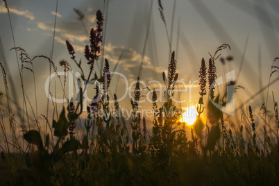 grass in a field on sunset background