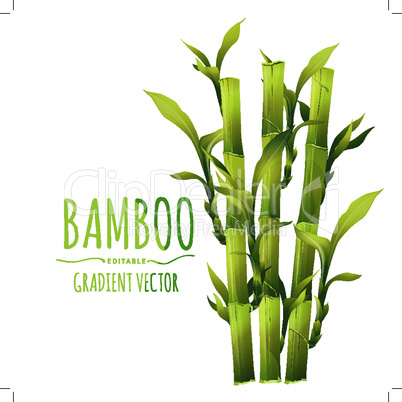Bamboo vector illustration isolated on white background.