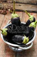 Summer crop of aubergine